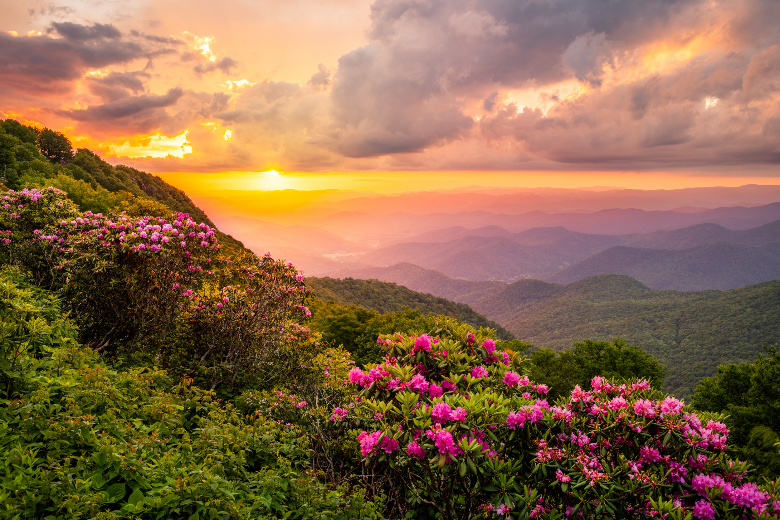 Mountain-Flowers