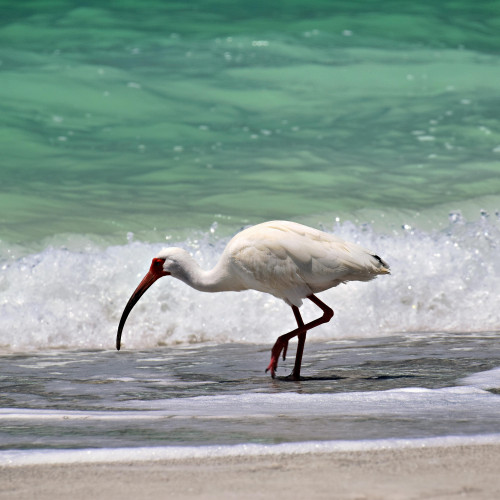 Sarasota, Florida