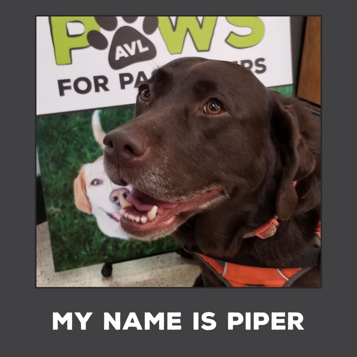 Piper