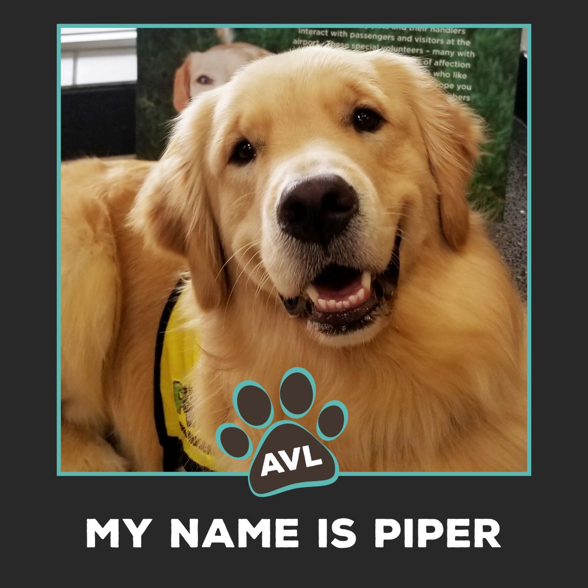 Piper